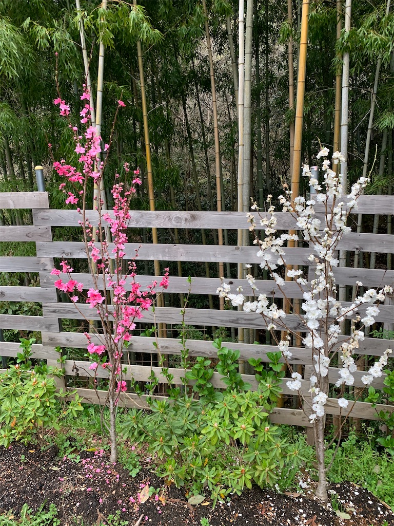 f:id:sakana78:20210408211150j:image