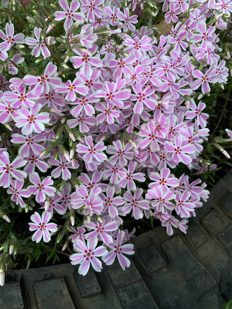 f:id:sakana78:20210409213315j:image