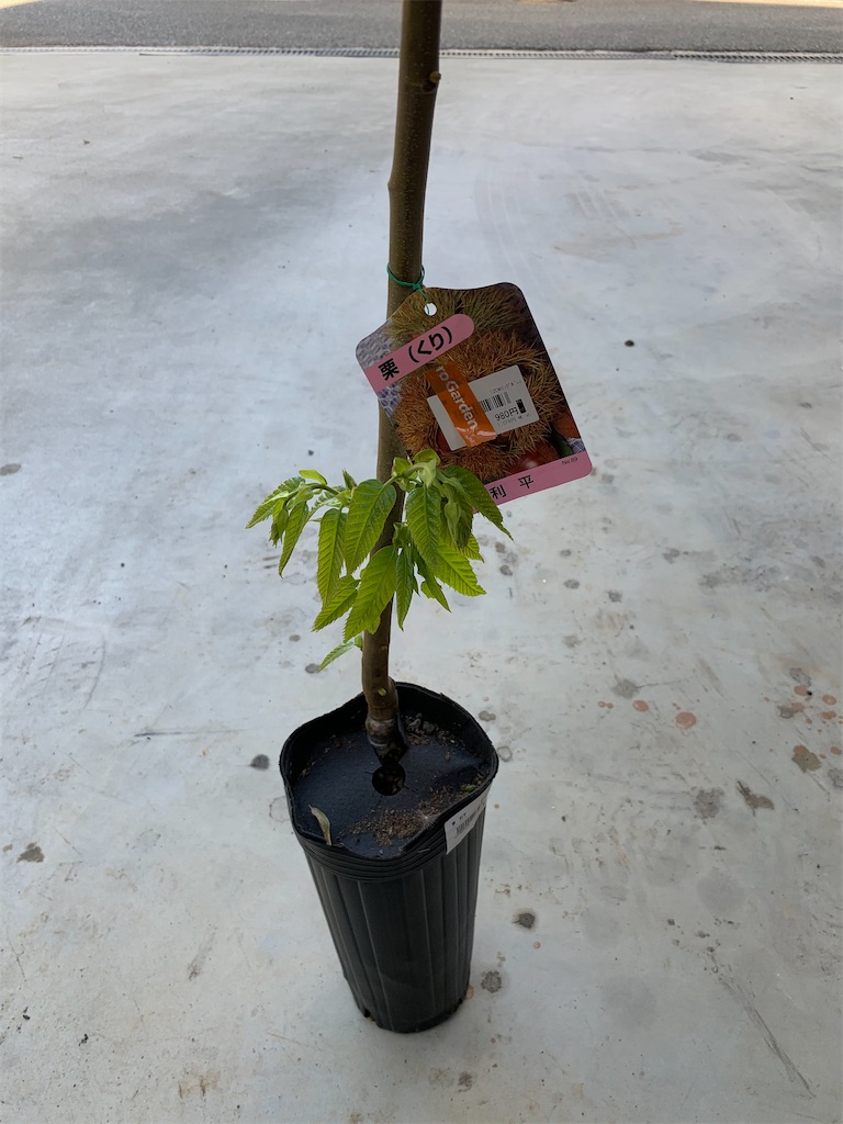 f:id:sakana78:20210413185621j:image f:id:sakana78:20210413185621j:image