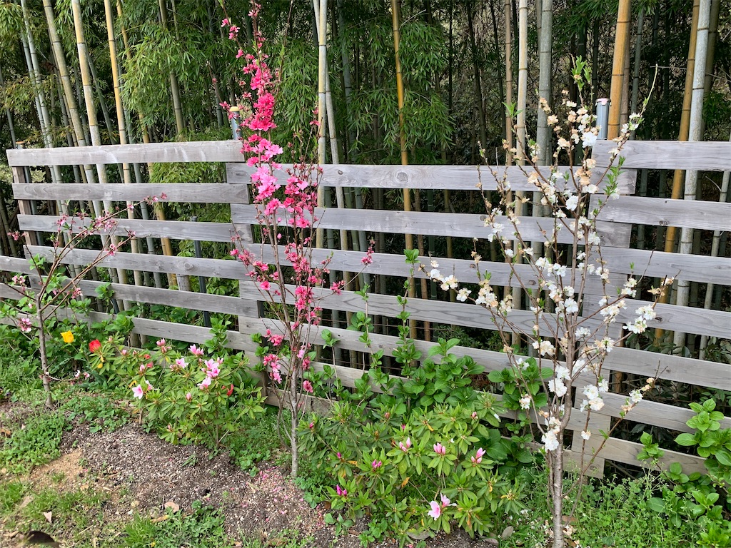 f:id:sakana78:20210417211657j:image