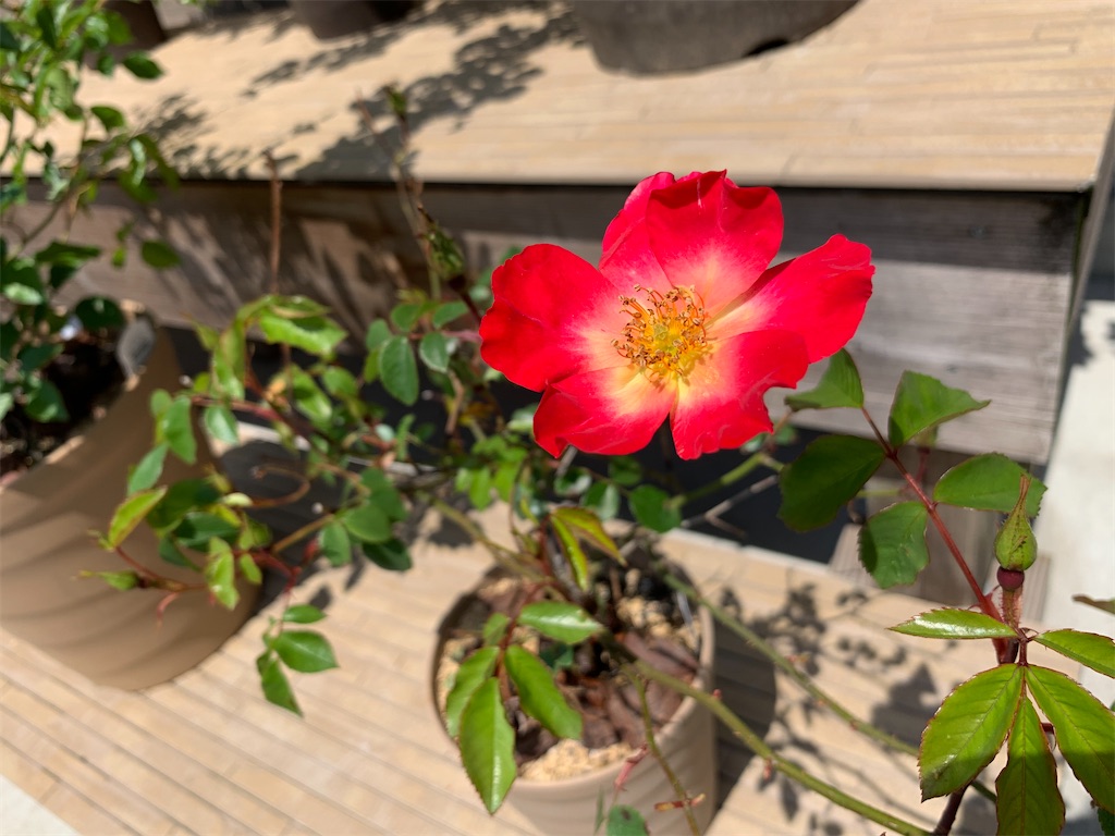 f:id:sakana78:20210423212534j:image