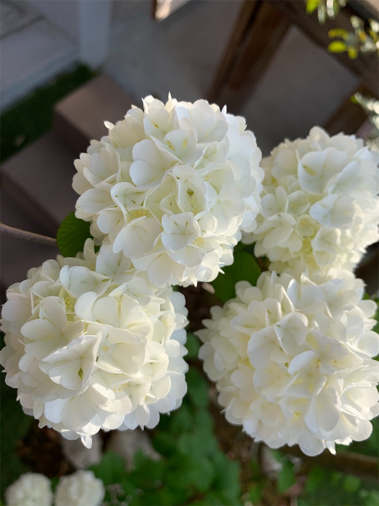 f:id:sakana78:20210424202235j:image