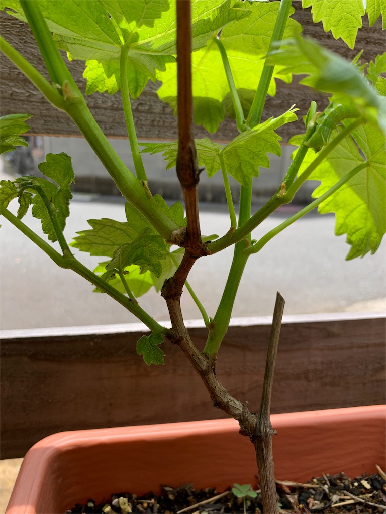 f:id:sakana78:20210429214614j:image