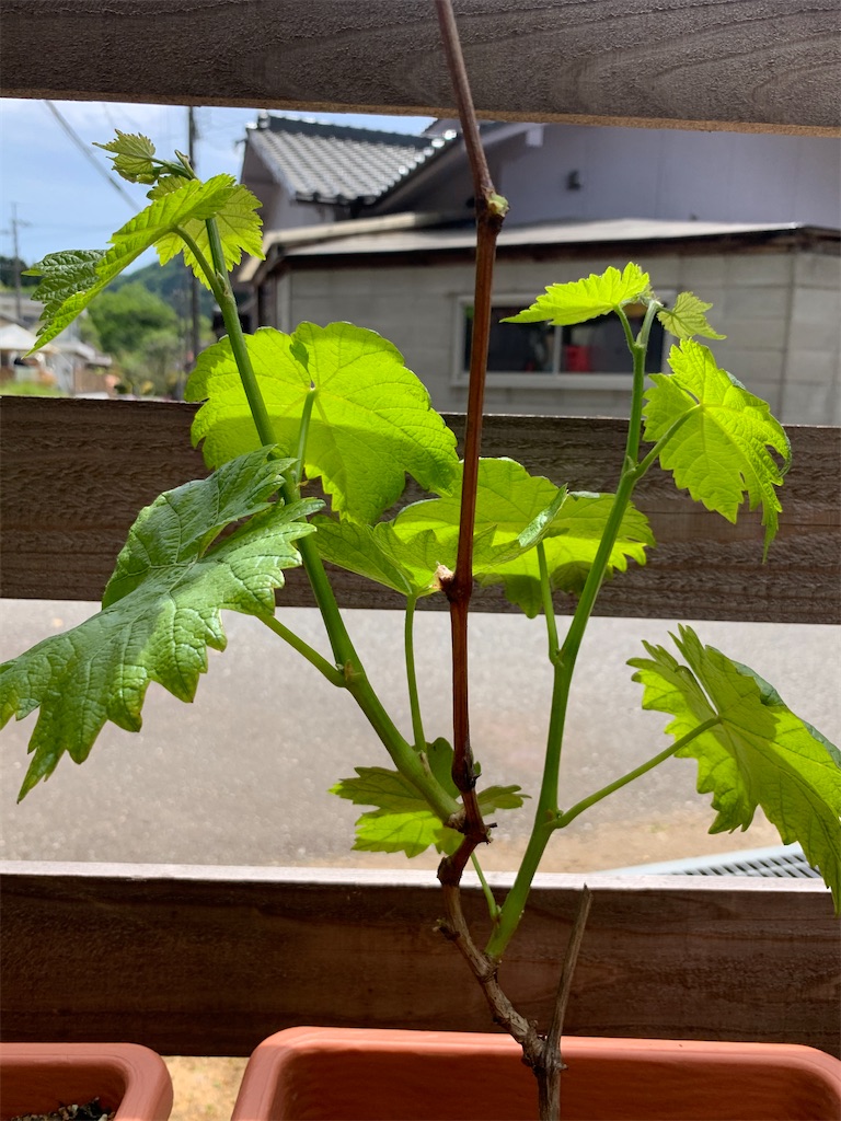 f:id:sakana78:20210429214623j:image