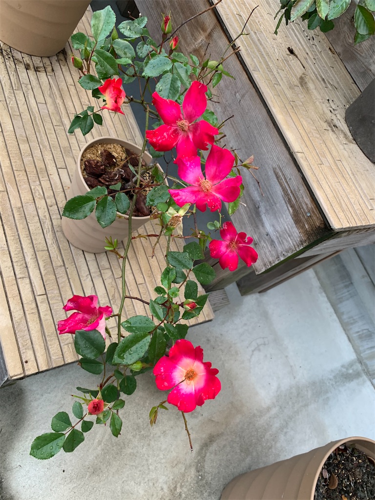 f:id:sakana78:20210502200407j:image