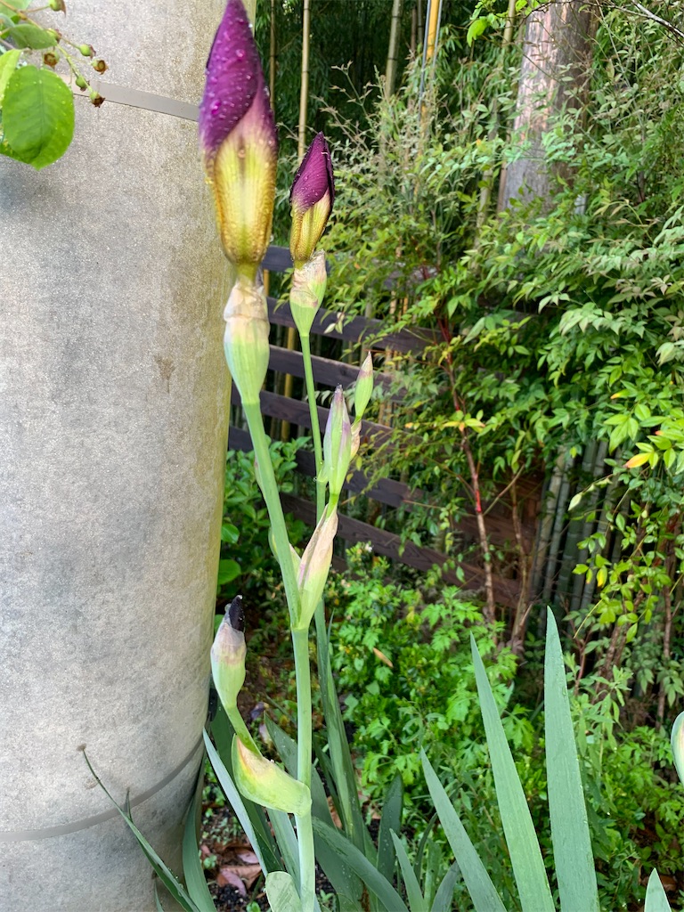 f:id:sakana78:20210508202702j:image f:id:sakana78:20210508202702j:image