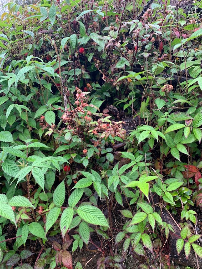 f:id:sakana78:20210509200502j:image