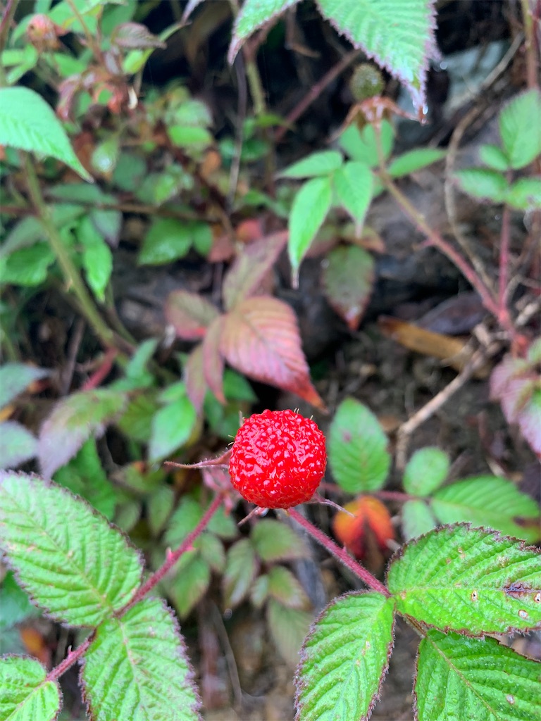 f:id:sakana78:20210509200537j:image f:id:sakana78:20210509200537j:image