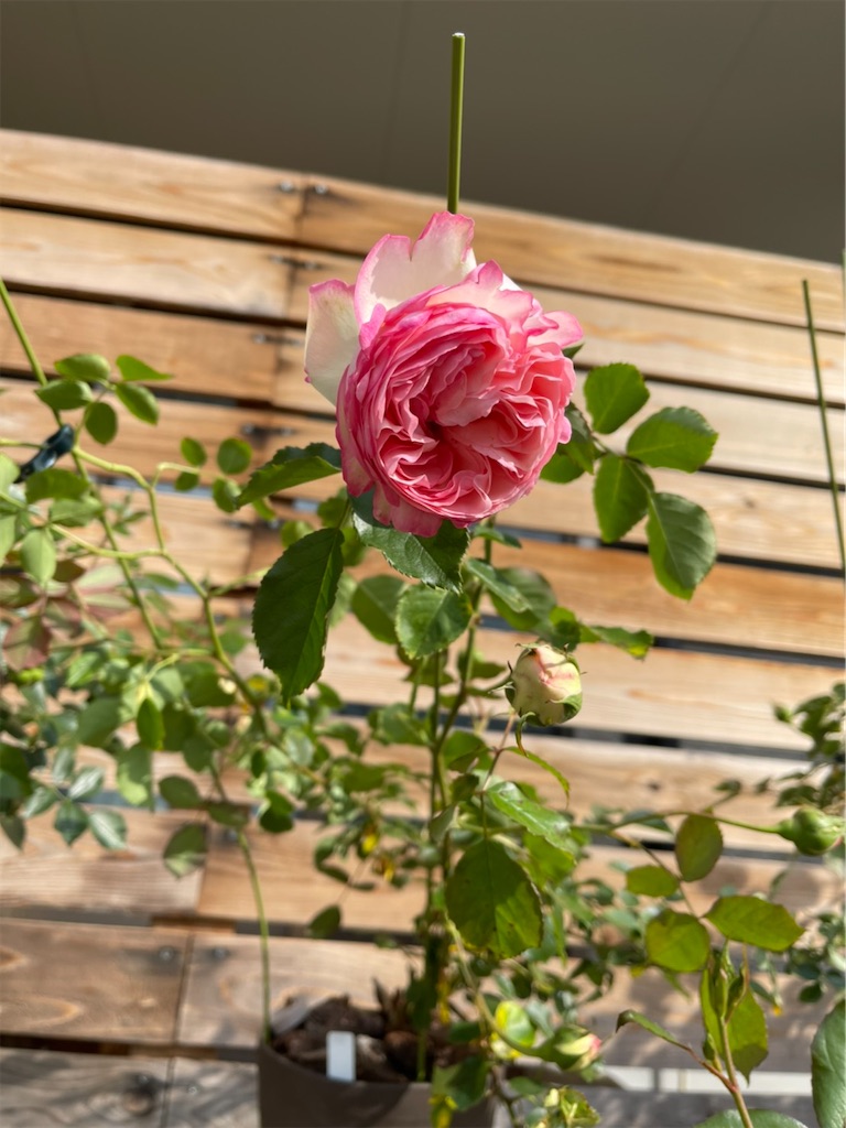 f:id:sakana78:20210512205311j:image f:id:sakana78:20210512205311j:image