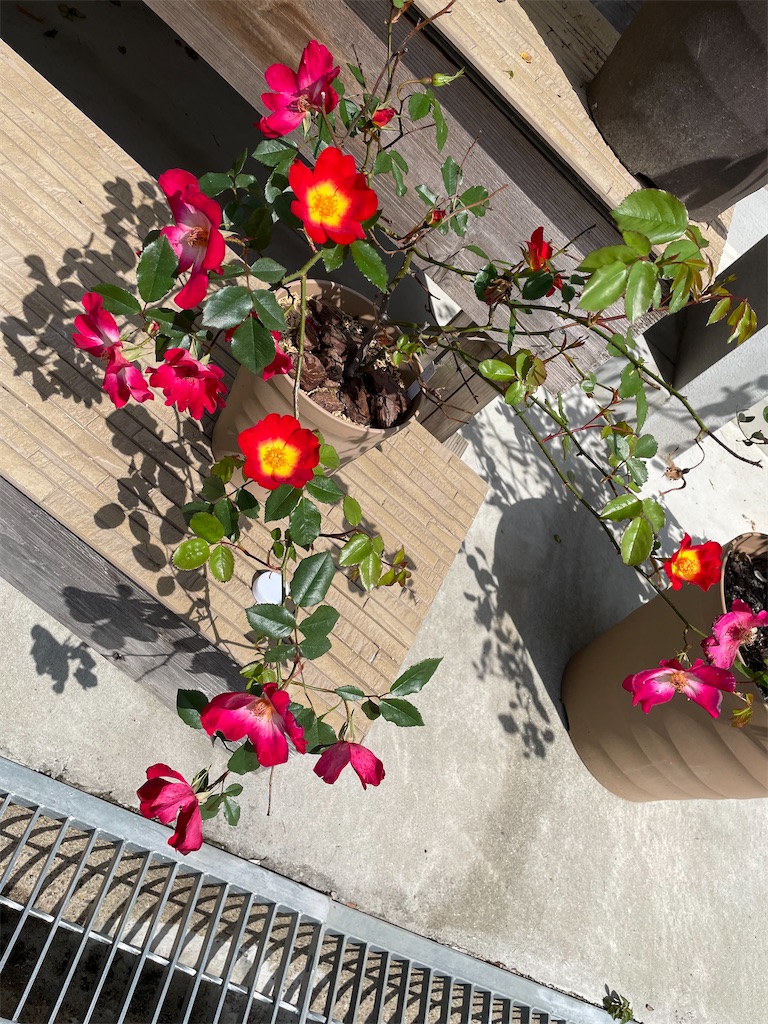 f:id:sakana78:20210512205344j:image f:id:sakana78:20210512205344j:image