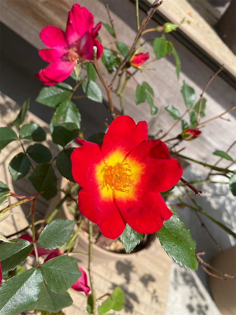 f:id:sakana78:20210512205347j:image f:id:sakana78:20210512205347j:image