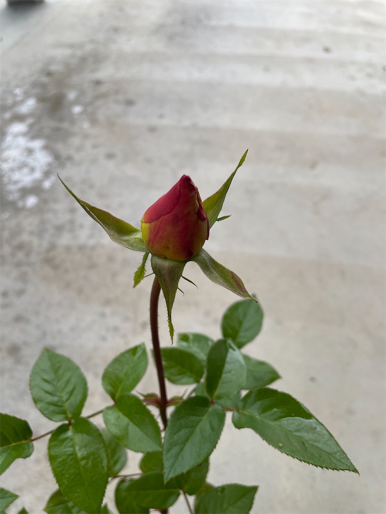 f:id:sakana78:20210516204159j:image