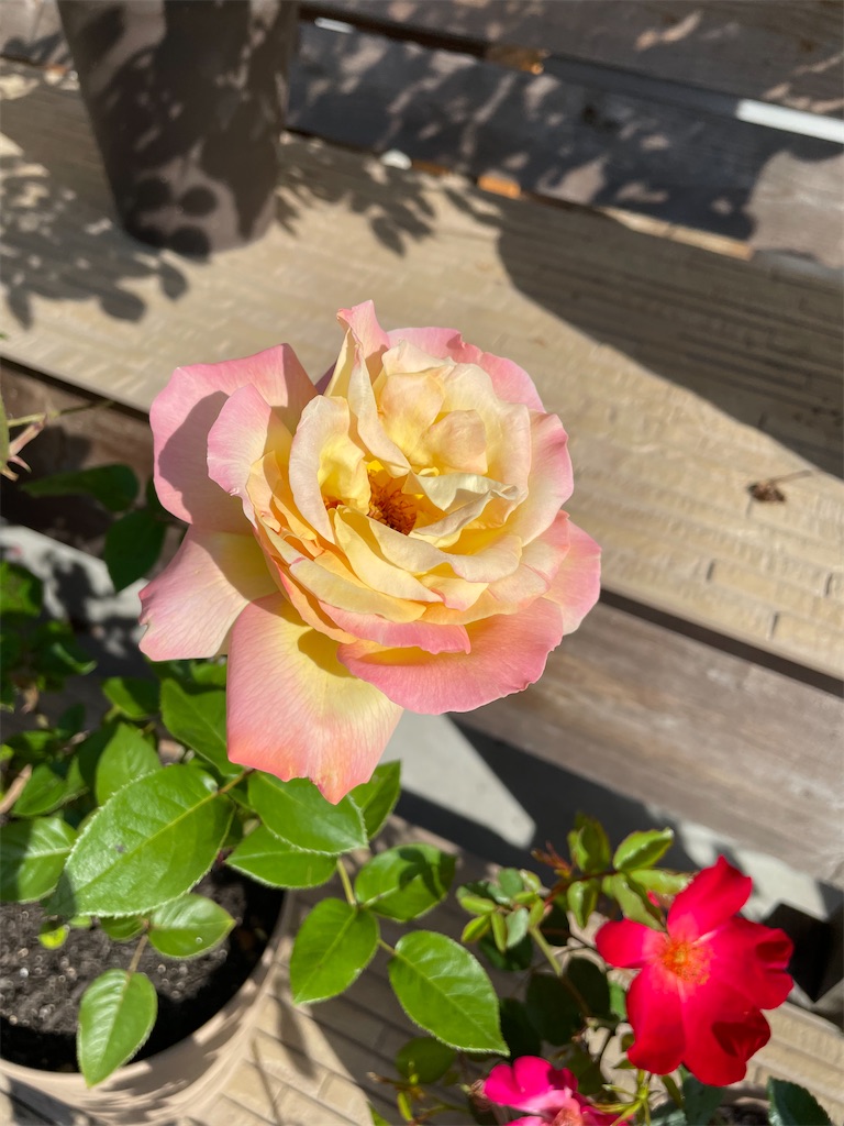 f:id:sakana78:20210519212329j:image