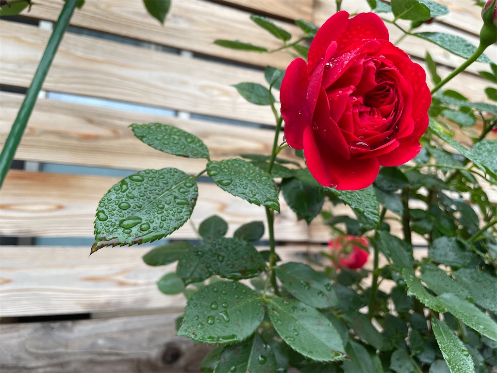 f:id:sakana78:20210529213955j:image f:id:sakana78:20210529213955j:image