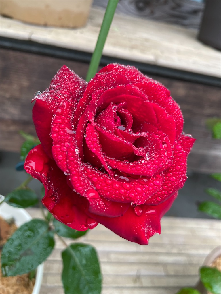 f:id:sakana78:20210529214243j:image f:id:sakana78:20210529214243j:image