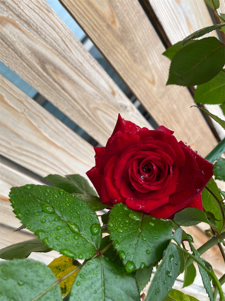 f:id:sakana78:20210529214330j:image f:id:sakana78:20210529214330j:image