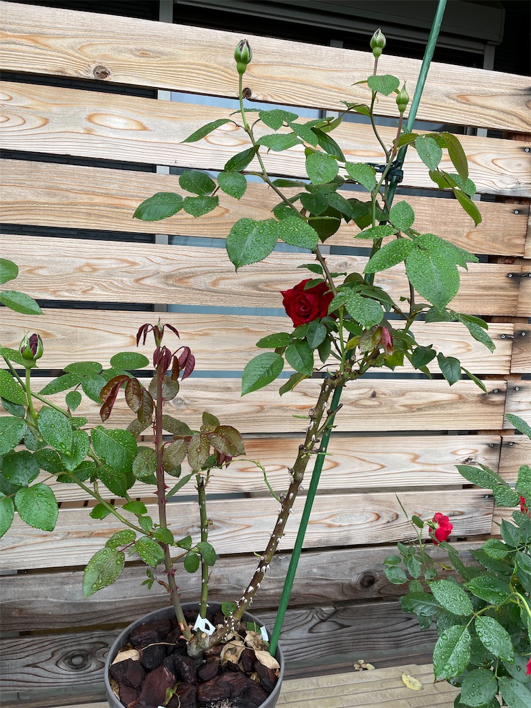 f:id:sakana78:20210529214333j:image f:id:sakana78:20210529214333j:image