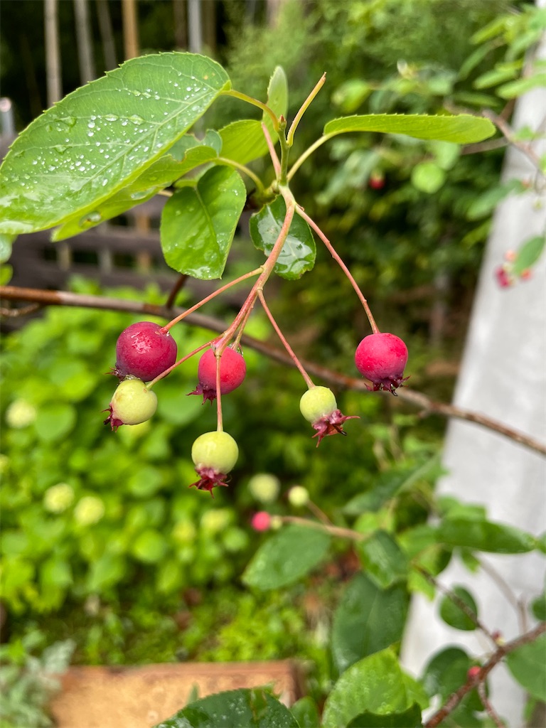 f:id:sakana78:20210602065633j:image