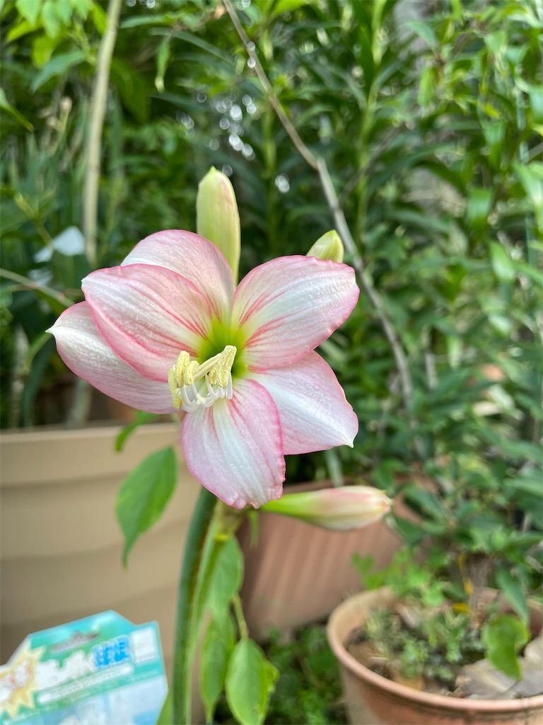 f:id:sakana78:20210604222029j:image