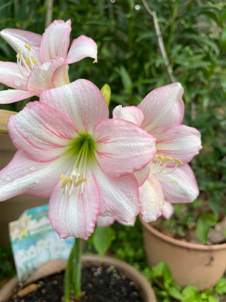 f:id:sakana78:20210604222127j:image