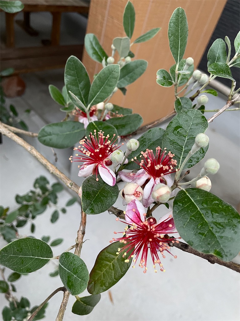 f:id:sakana78:20210608213726j:image
