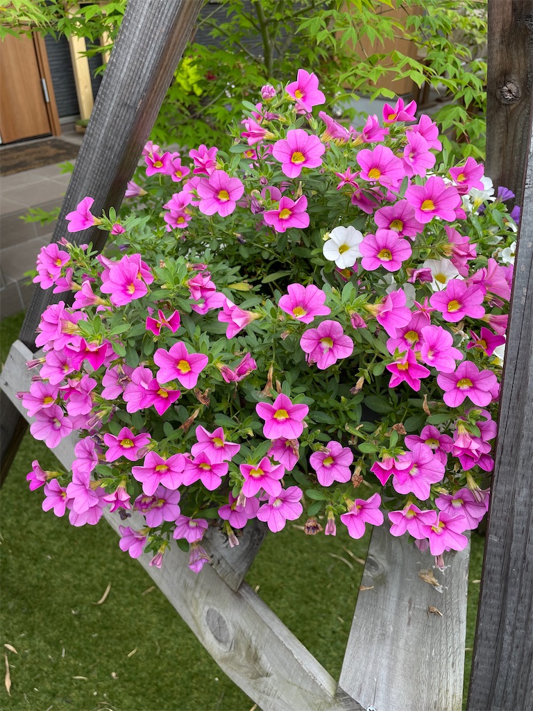 f:id:sakana78:20210609203231j:image