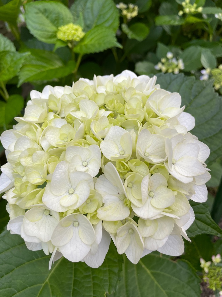 f:id:sakana78:20210612215735j:image
