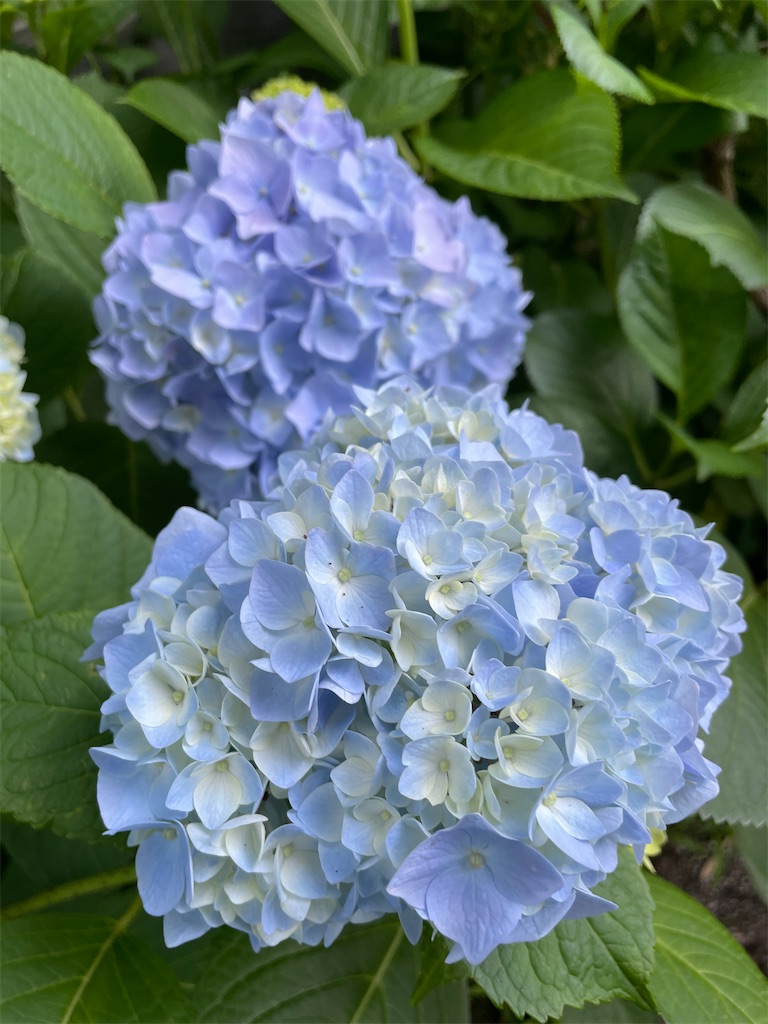 f:id:sakana78:20210612215738j:image