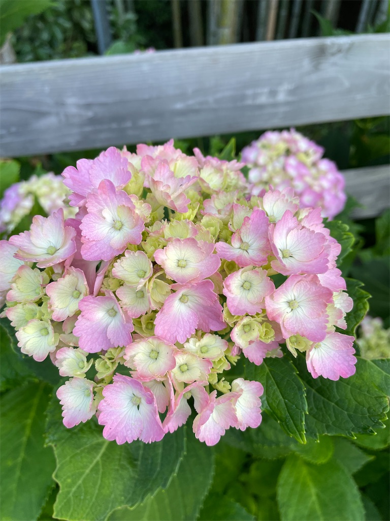 f:id:sakana78:20210612215807j:image
