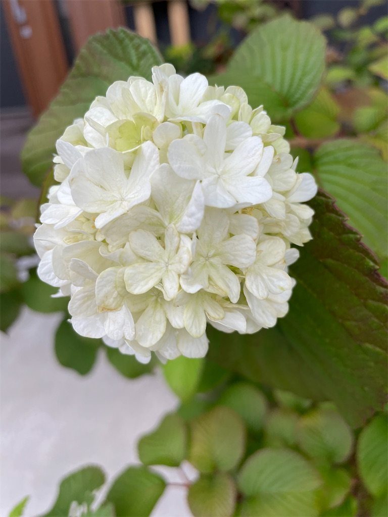 f:id:sakana78:20210613213635j:image