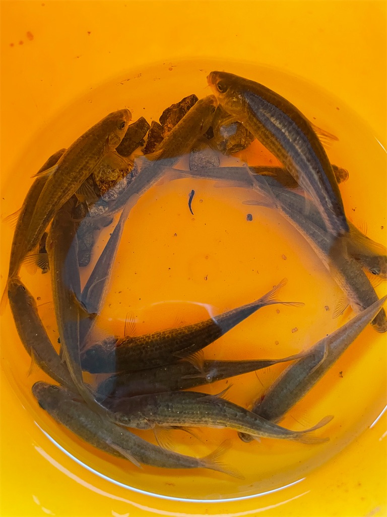 f:id:sakana78:20210617230231j:image