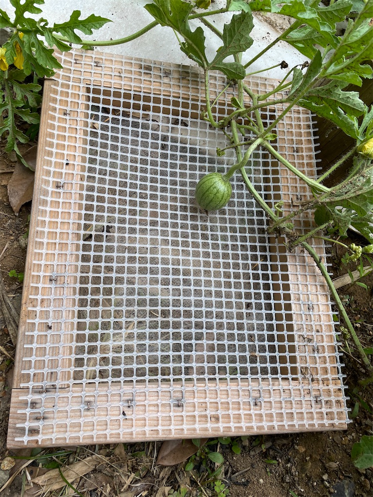 f:id:sakana78:20210623215458j:image