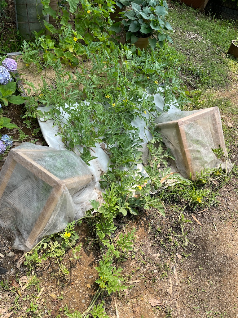 f:id:sakana78:20210626215525j:image