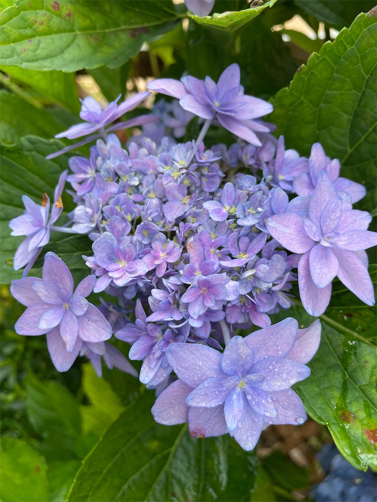 f:id:sakana78:20210628203739j:image