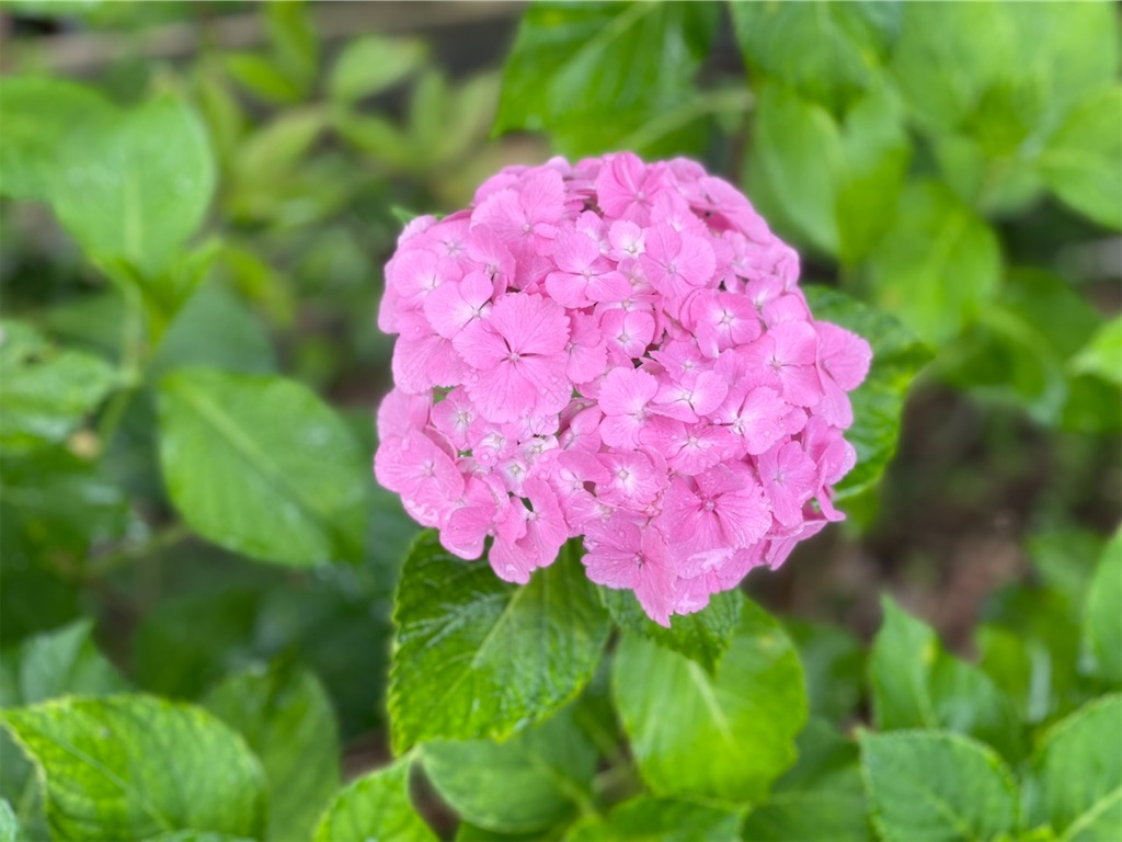 f:id:sakana78:20210628203745j:image
