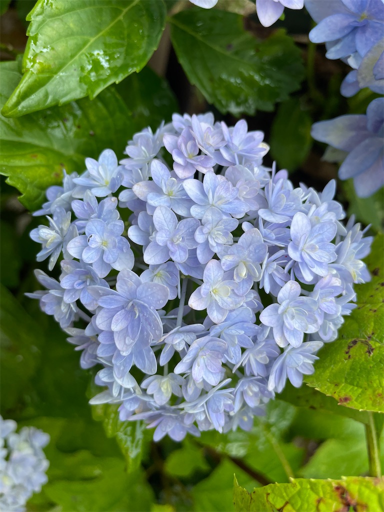 f:id:sakana78:20210628203748j:image
