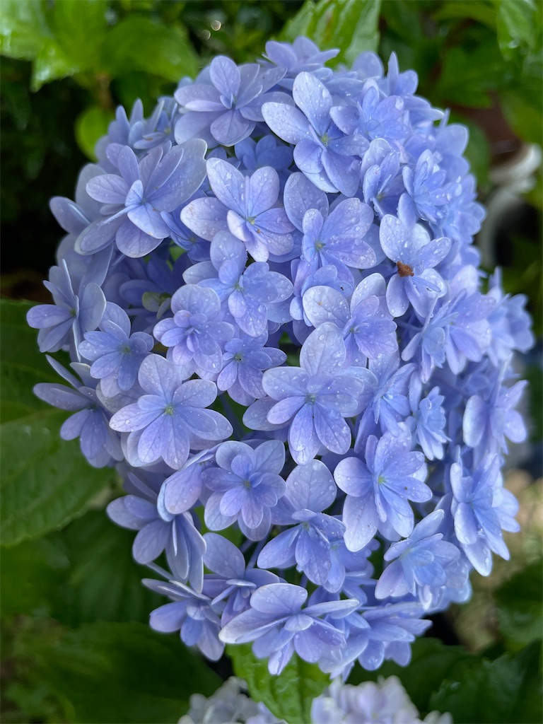 f:id:sakana78:20210628203751j:image