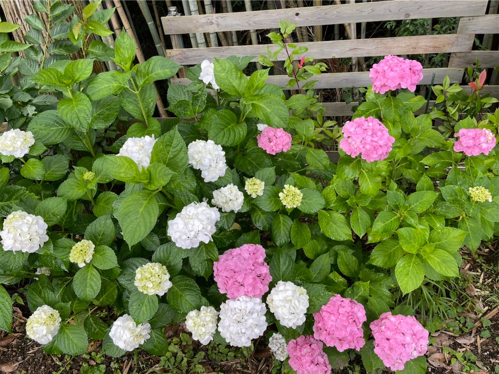 f:id:sakana78:20210628203755j:image