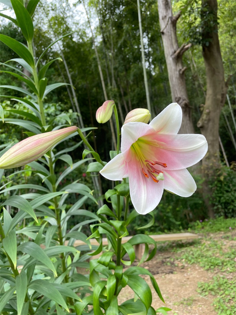 f:id:sakana78:20210630204641j:image