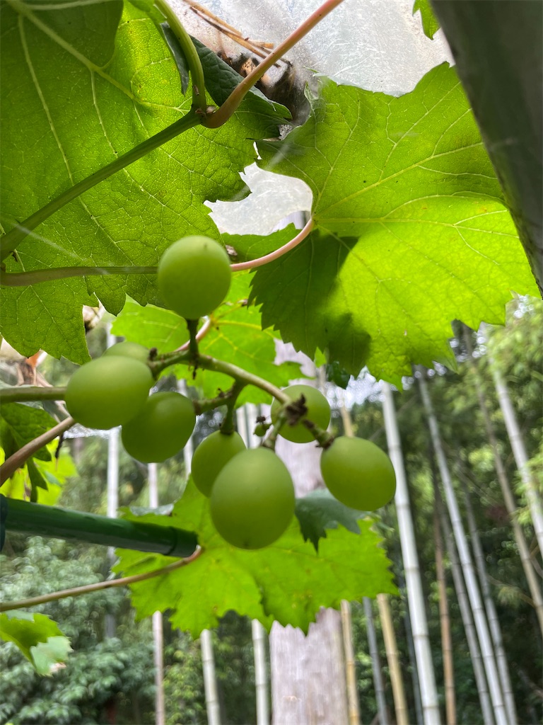 f:id:sakana78:20210703210219j:image f:id:sakana78:20210703210219j:image