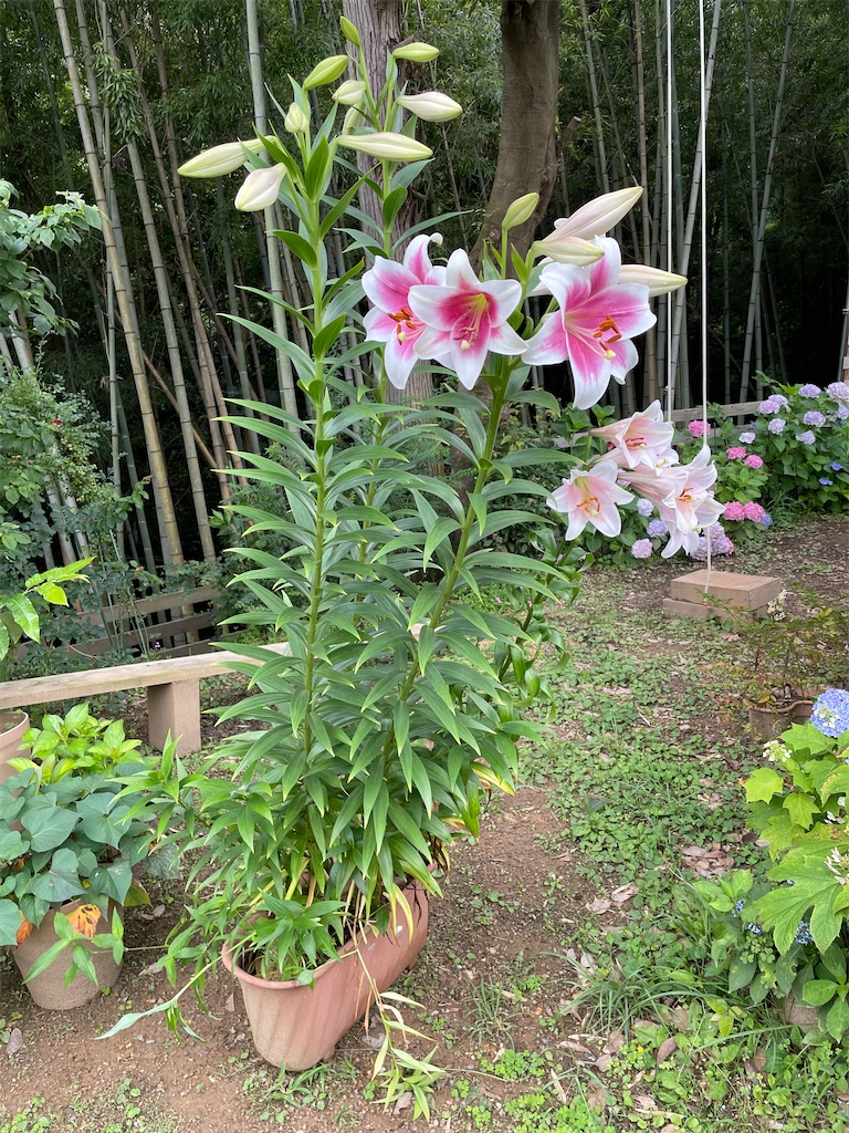 f:id:sakana78:20210704205437j:image