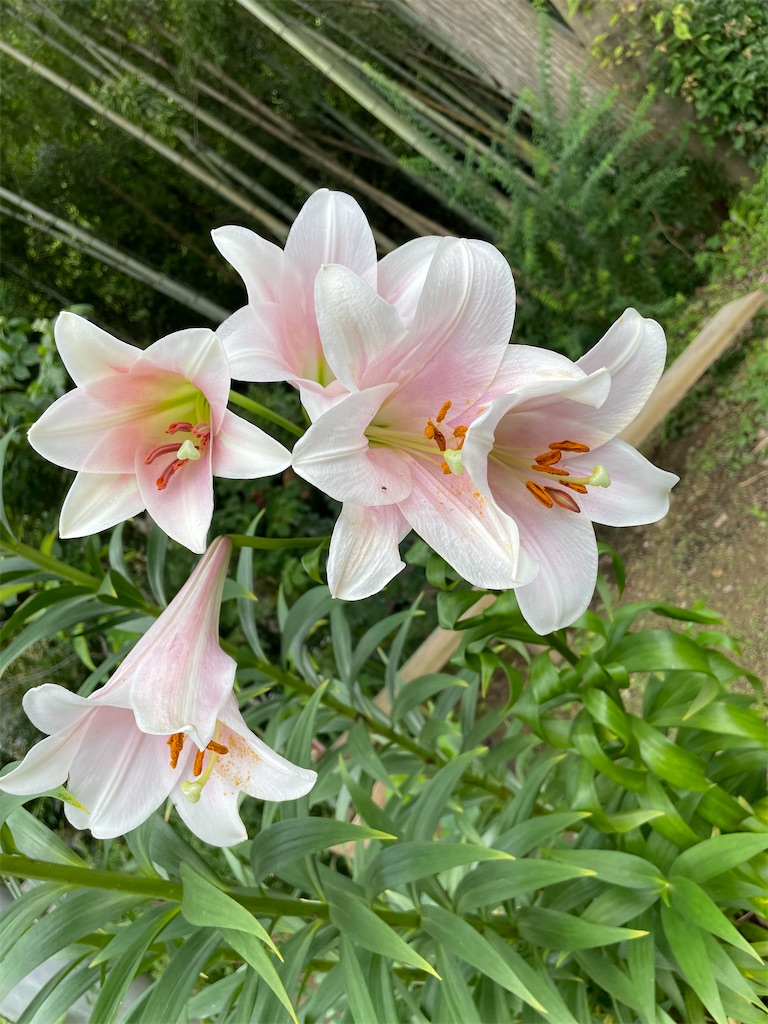 f:id:sakana78:20210704205507j:image