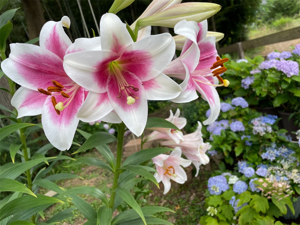 f:id:sakana78:20210704205512j:image