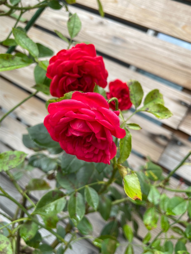 f:id:sakana78:20210720222205j:image f:id:sakana78:20210720222205j:image