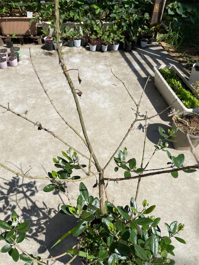f:id:sakana78:20210729193854j:image