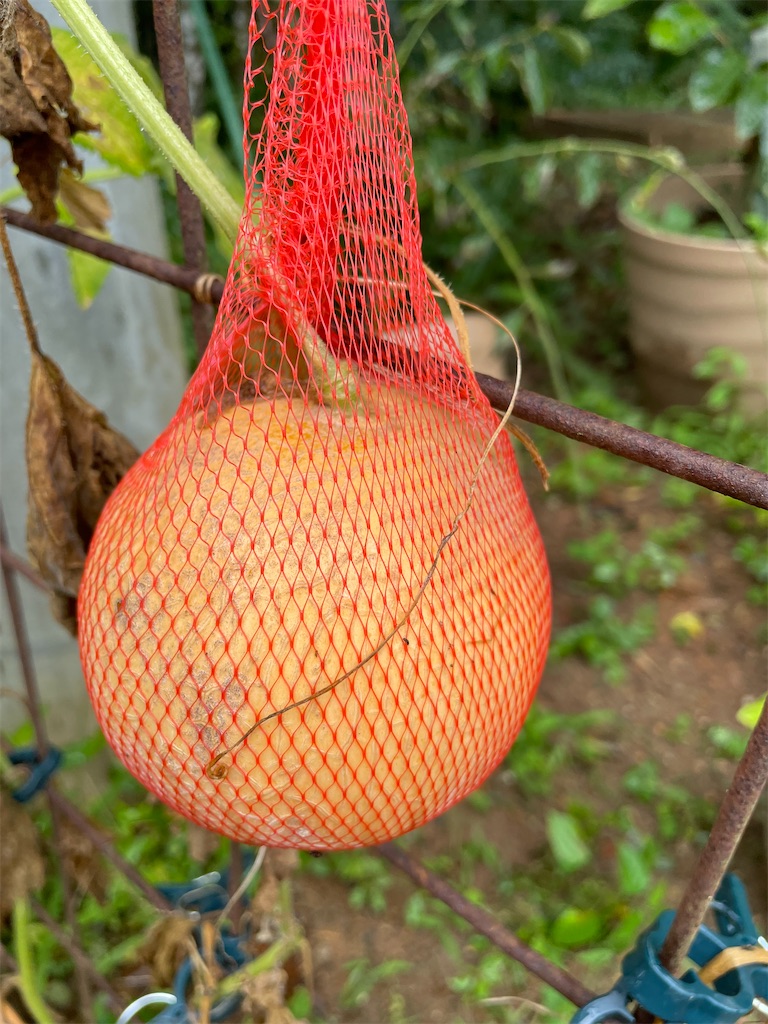 f:id:sakana78:20210810231402j:image