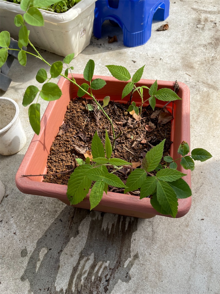 f:id:sakana78:20210814224336j:image