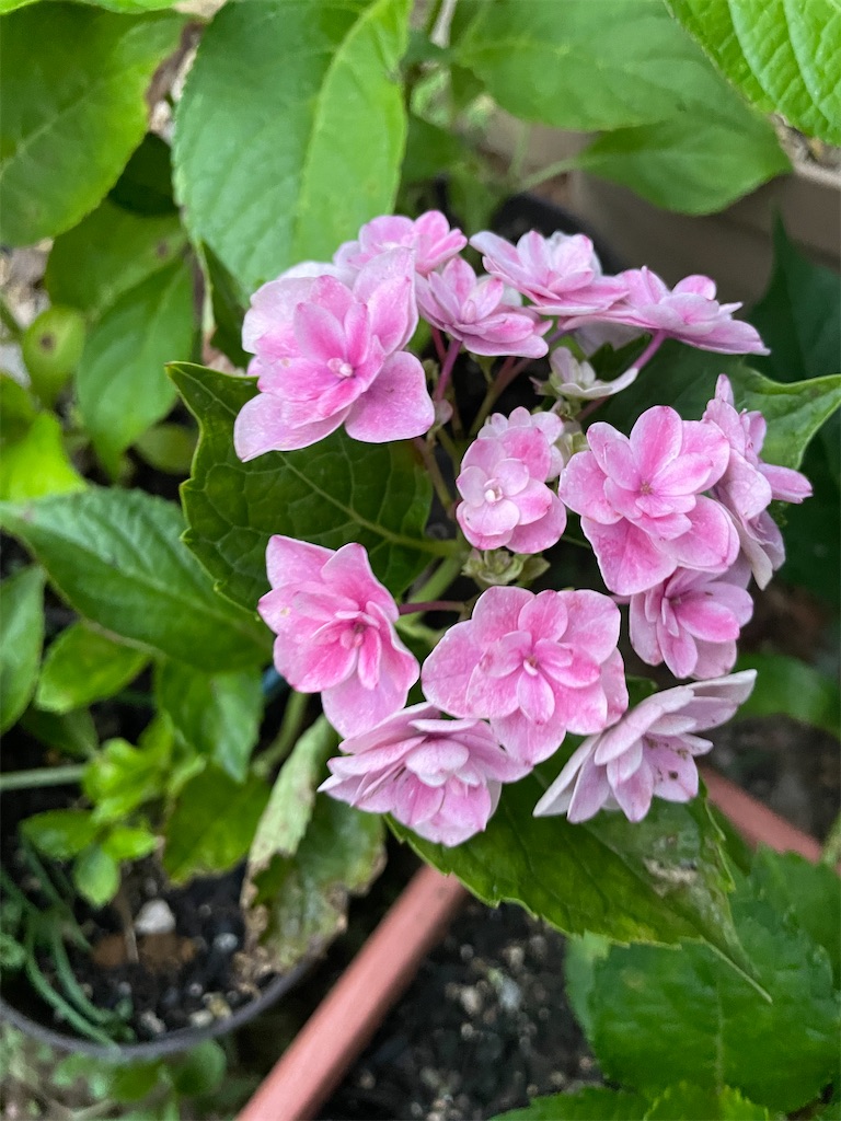 f:id:sakana78:20210817210607j:image