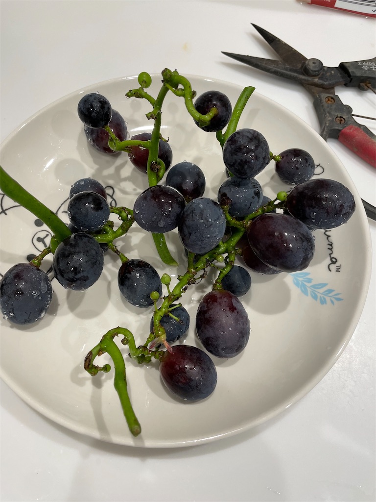 f:id:sakana78:20210820205728j:image
