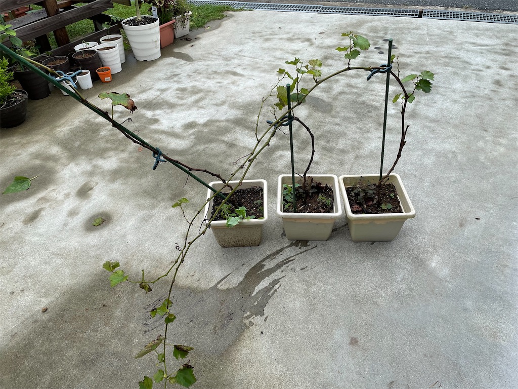 ブドウの植え替え とりあえず庭 ときどき工作